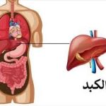 أسباب وأعراض وعلاج ارتفاع أنزيمات الكبد